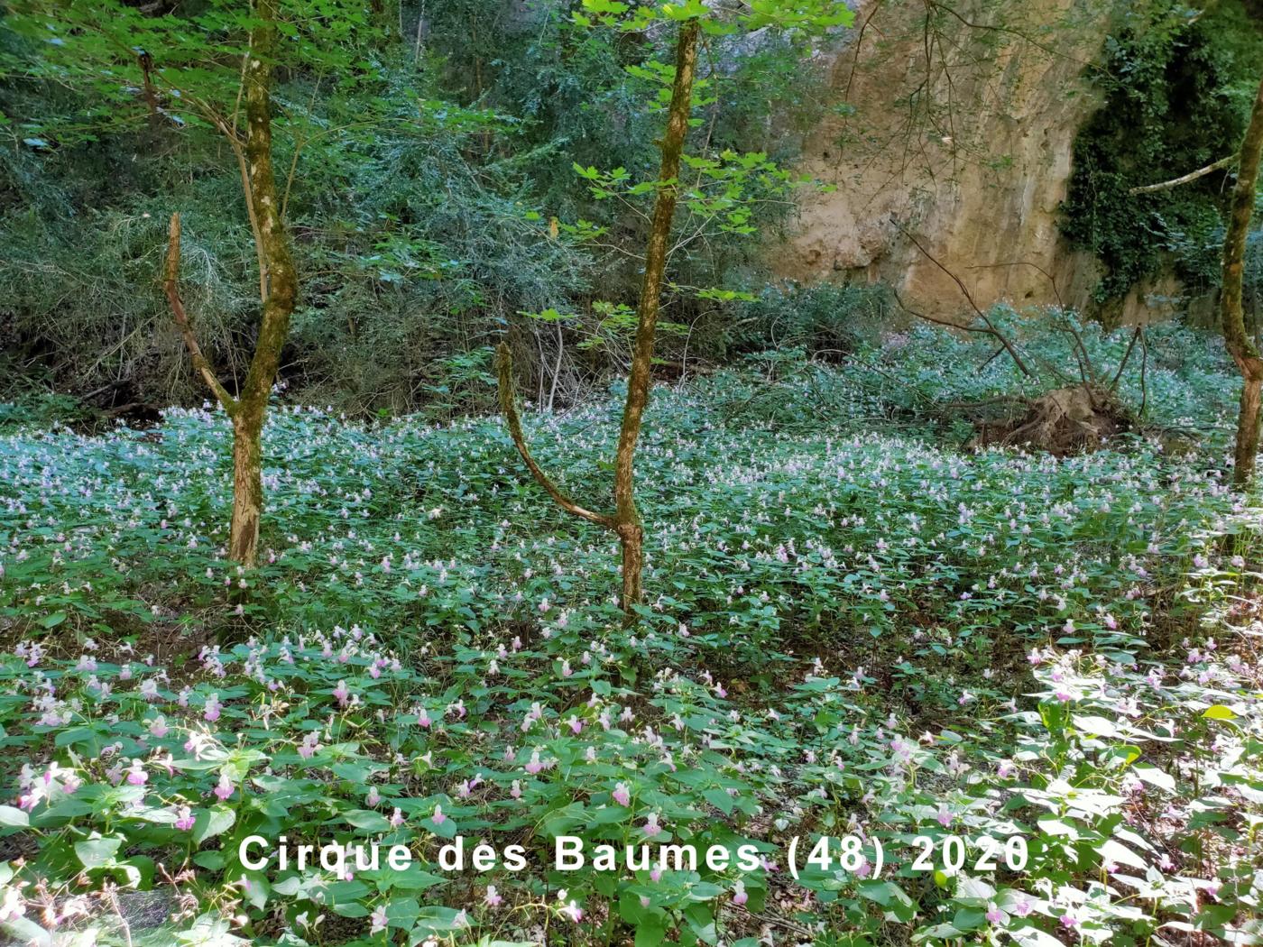 Balsam, Balfour's plant